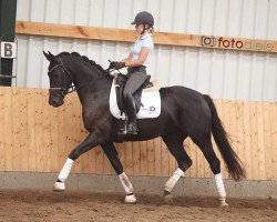 broodmare Belissima 42 (Hanoverian, 2011, from Belstaff)