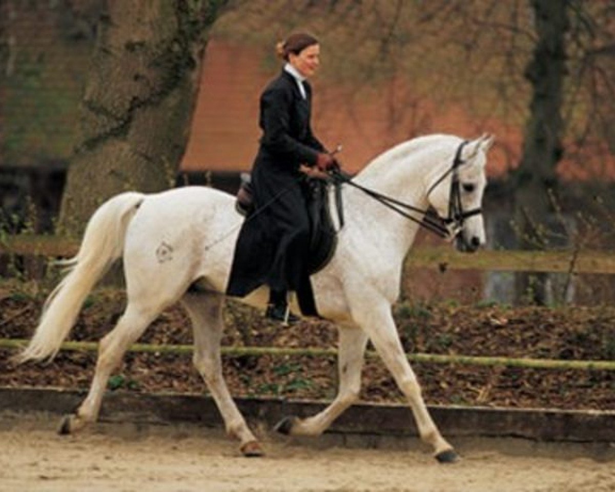 stallion Solanum ox (Arabian purebred, 1987, from Mashour ox)