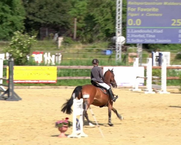 Reitturnier Schönfeld 2021
