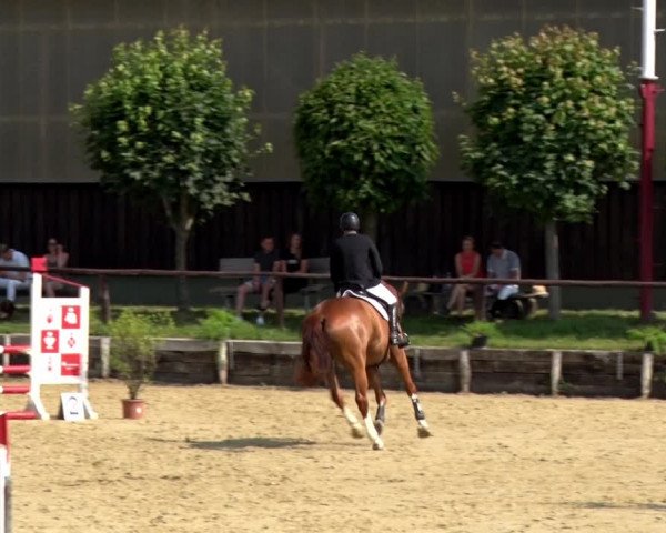 Reitturnier Schönfeld 2021
