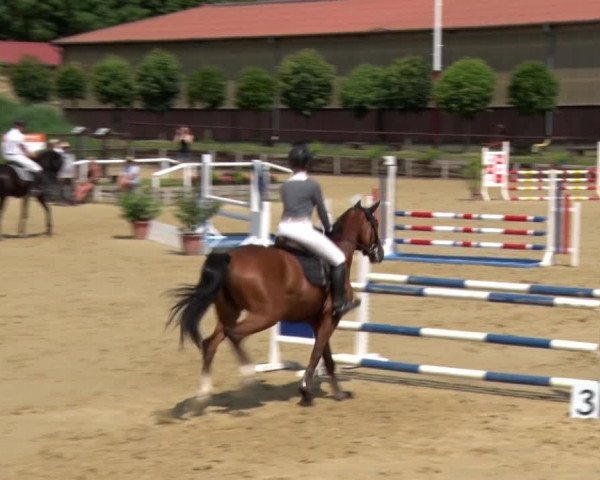 Reitturnier Schönfeld 2021