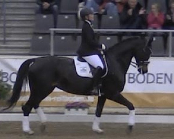 broodmare Rapsody 17 (Hanoverian, 2006, from Rotspon)