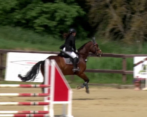 Reitturnier Schönfeld 2021