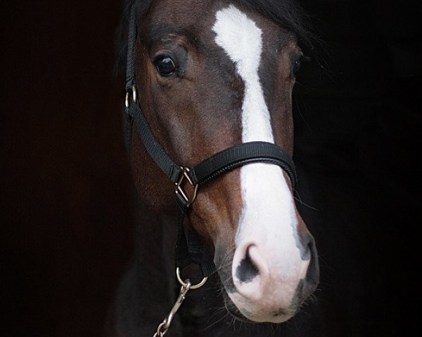 horse Jackpott (Oldenburg, 2007, from Jazz Rubin)