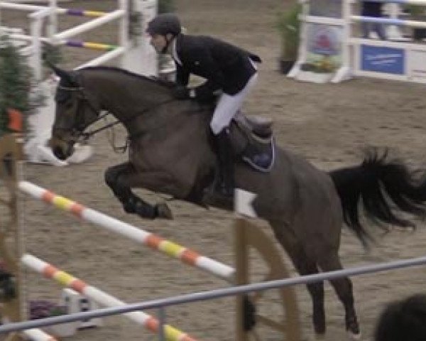 jumper Conveni's Caitano (Oldenburg show jumper, 2006, from Cellestial)