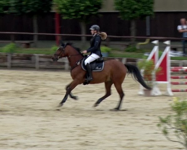 Reitturnier Schönfeld 2021