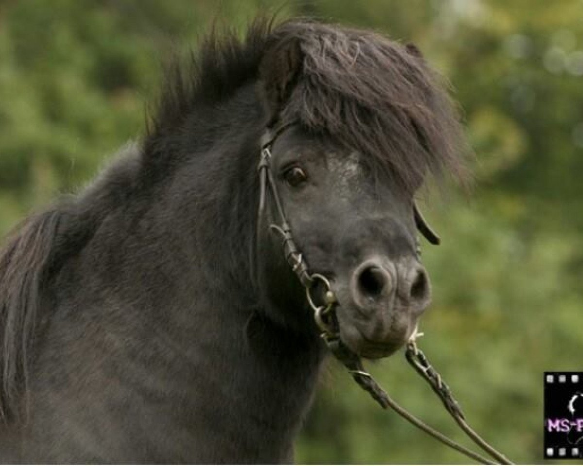 Deckhengst Ivan M. (Shetland Pony, 1995, von Indio)
