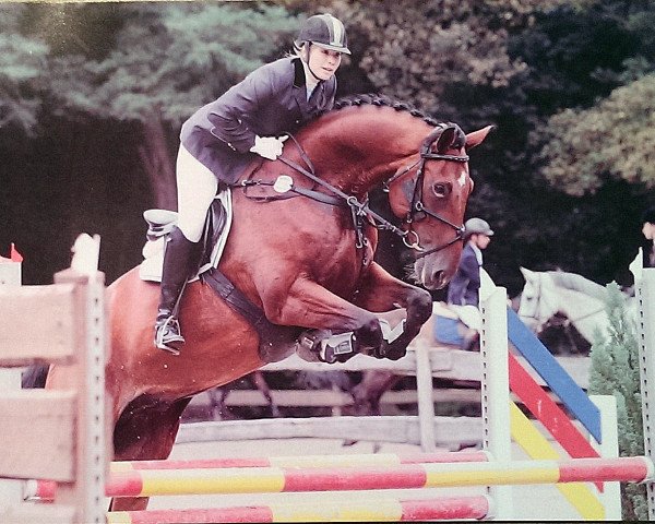 jumper Chico 816 (Westphalian, 2004, from Chico's Boy)