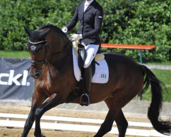 jumper Fiola 116 (Bavarian, 2007, from Grafenstolz)
