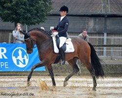 stallion Vacilion (Oldenburg show jumper, 2008, from Verdi)
