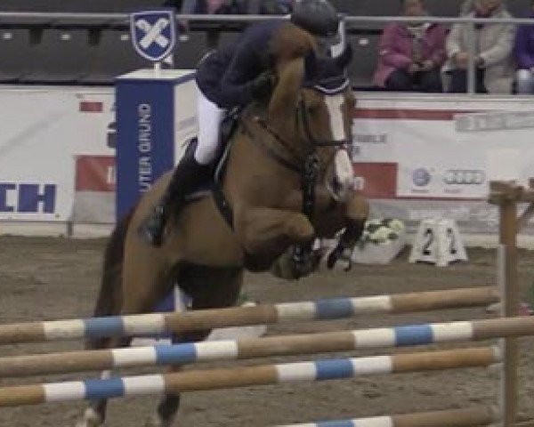 jumper Flyer 18 (Belgian Warmblood, 2005, from Heartbreaker)