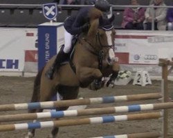 jumper Flyer 18 (Belgian Warmblood, 2005, from Heartbreaker)