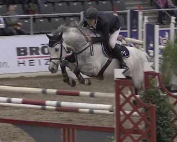 stallion Quenaro (Holsteiner, 2003, from Querida 35)
