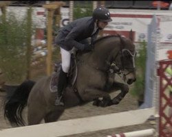 jumper Western Blaze (Pony without race description, 1995)
