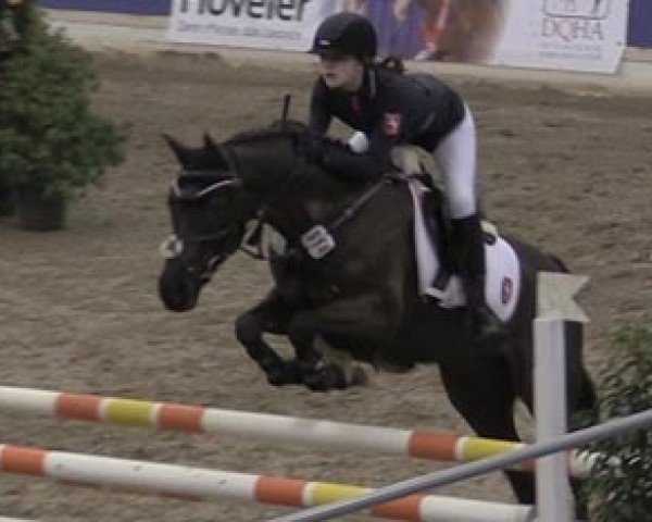 jumper Paul 571 (German Riding Pony, 2004, from FS Pour l'Amour)