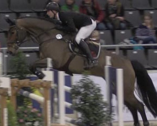 jumper Chica Morena 2 (Hanoverian, 2007, from Charming Boy 38)