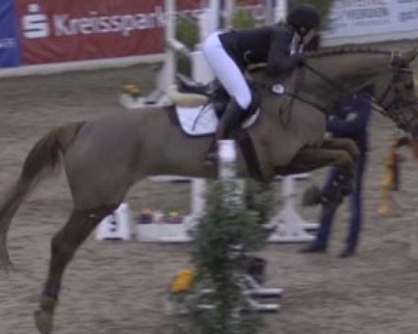 jumper Don Aristides (Bavarian, 2005, from Don Argentinus)
