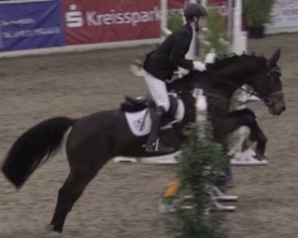 broodmare Choco (Hanoverian, 2001, from Cheenook)