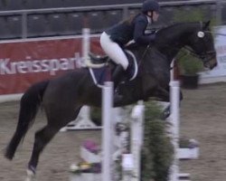 jumper Coco-Waleska (Hanoverian, 2009, from Contendros Bube)