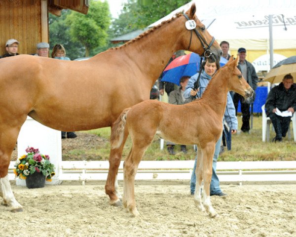 jumper Miss Bellini (Hanoverian, 2009, from Monte Bellini)