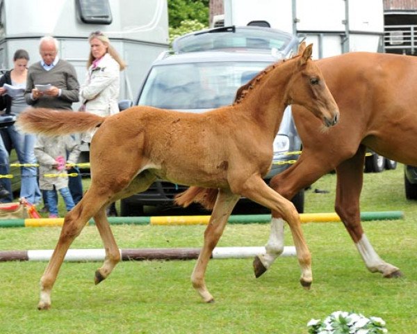 jumper Goldthaler S (Hanoverian, 2012, from Goldfever 3)