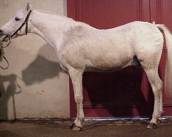 stallion Kalem ox (Arabian purebred, 1976, from Negus II ox) stallion Kalem ox (Arabian purebred, 1976, from Negus II ox)