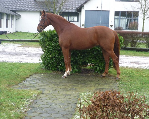 horse Wallach von Bonifatius (Hanoverian, 2010, from Bonifatius) horse Wallach von Bonifatius (Hanoverian, 2010, from Bonifatius)