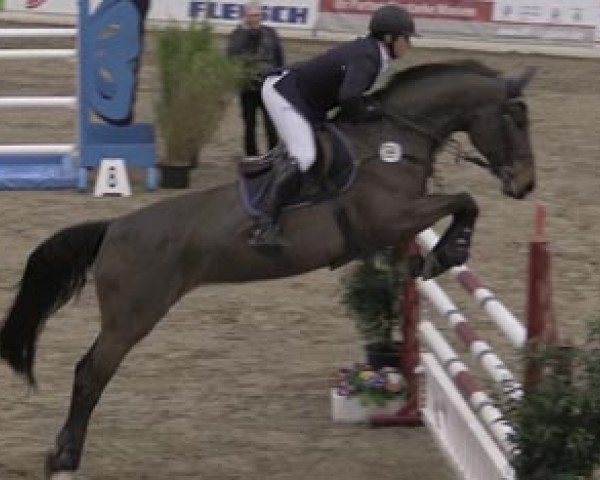 Springpferd Clementine Rs (Hannoveraner, 2007, von Catoki)