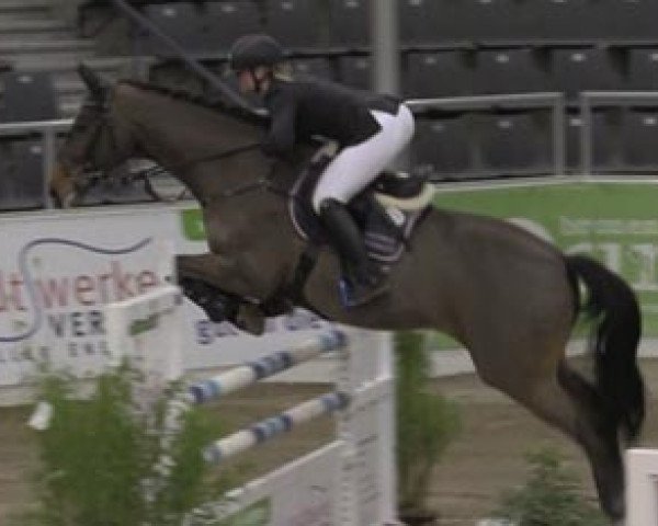 Springpferd De Fritz (Hannoveraner, 2005, von Der Lenz) Springpferd De Fritz (Hannoveraner, 2005, von Der Lenz)