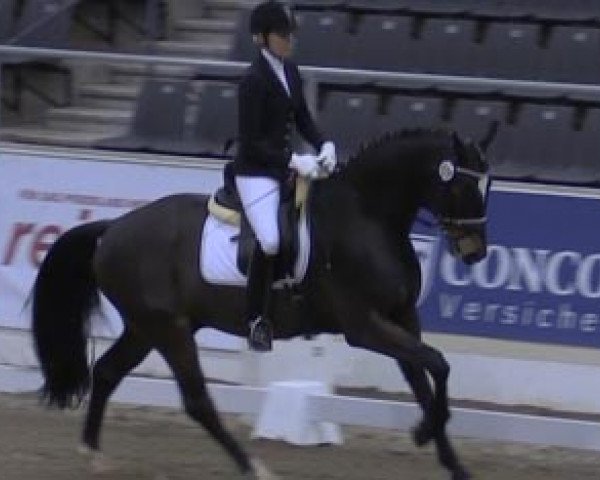 Dressurpferd Sterley 2 (Hannoveraner, 2011, von Scolari)