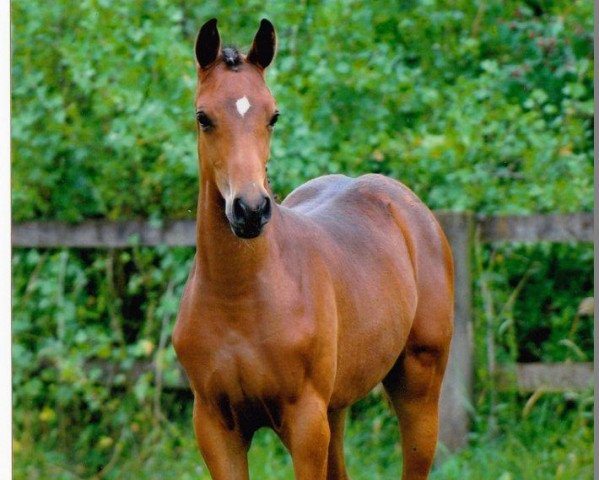 horse Grace Cool (Bavarian, 2009, from Chat qui Rit de L)