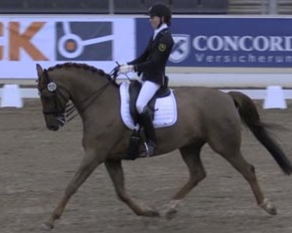 dressage horse Devon King (Hanoverian, 2003, from Don Marcello)