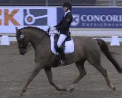dressage horse Devon King (Hanoverian, 2003, from Don Marcello)
