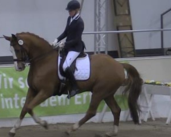 dressage horse Don Carlo 15 (Hanoverian, 2004, from Don Cavallo)