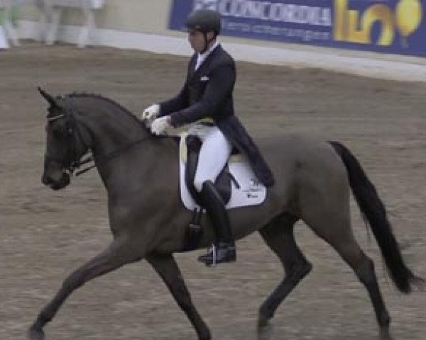 dressage horse Don Mardeba (Hanoverian, 2002, from Don Frederico)