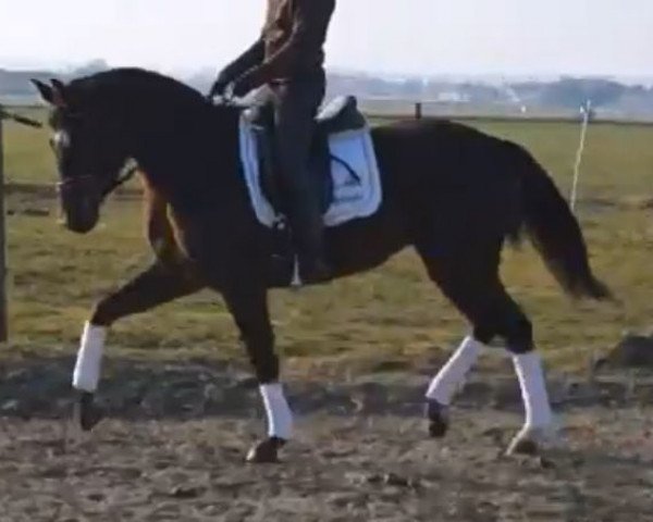 dressage horse Penny Luck (Bavarian, 2009, from Franz Joseph)
