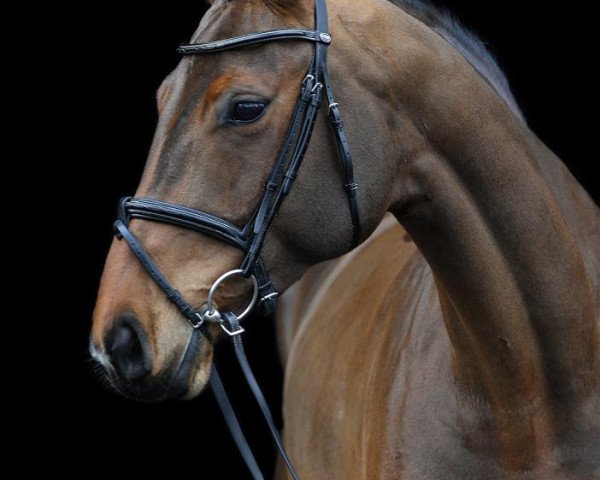 broodmare Carrara 17 (Westphalian, 2009, from Carell)