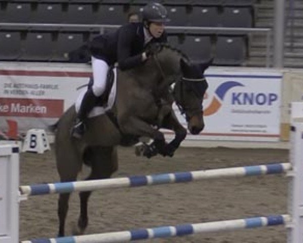 jumper La Luna 285 (Westphalian, 2003, from Late Night)