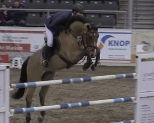 jumper Lanimo (Oldenburg show jumper, 2005, from Larino)