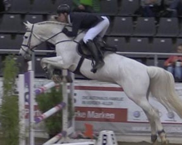 stallion Calistro 17 (Holsteiner, 2001, from BB Carvallo)