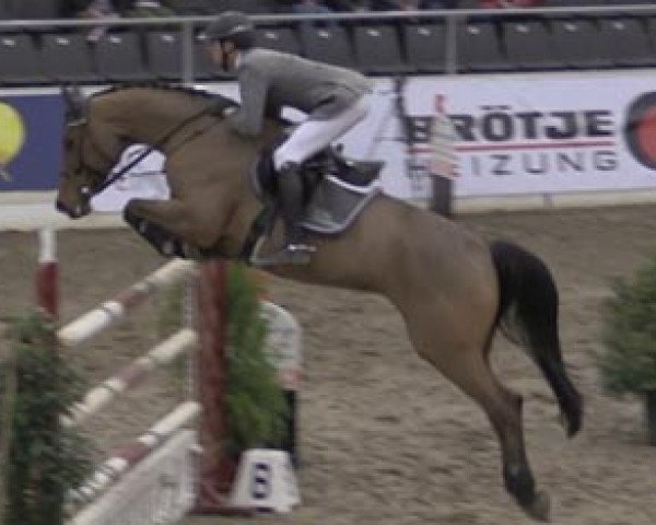 broodmare Sincerely Yours (Hanoverian, 2007, from Stakkato)