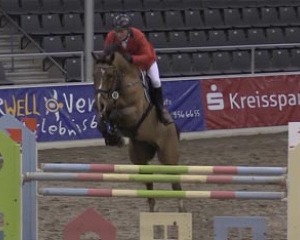 jumper Cappuccino (Holsteiner, 2005, from Casall Ask)
