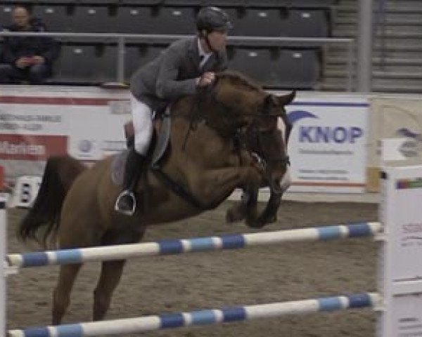 jumper Con Moto Crazy Cato (Hanoverian, 2005, from Calido I)