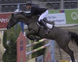 broodmare Equifit Cashgirl 5 (Holsteiner, 2005, from Casall Ask)