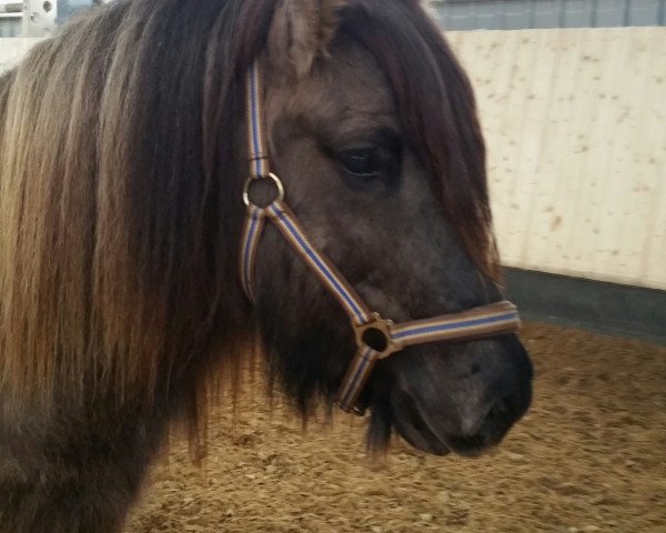 horse Brynjar vom Elbtal (Iceland Horse, 2009, from Blossi von Ellenbach)