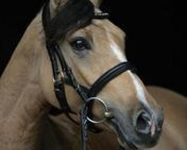 Springpferd FS Chanel de Luxe (Deutsches Reitpony, 2004, von FS Champion de Luxe)
