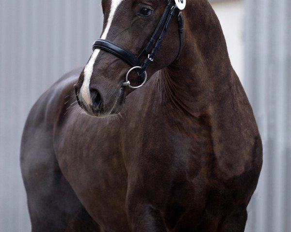 horse Moonlight Colour G (German Riding Pony, 2011, from Petit Magic Colour)