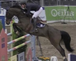 jumper Zalute (anglo european sporthorse, 2004, from Salute T)