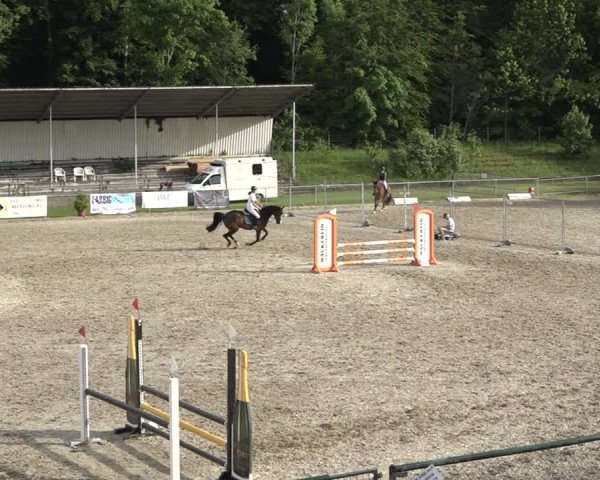 Reitturnier Schaffhausen 2021