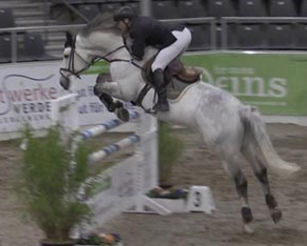 jumper Chubby (Oldenburg show jumper, 2008, from Champ 163)